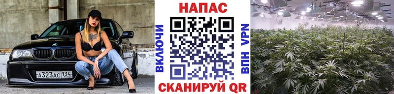 купить закладку Серов Бошки Шишки THC 21%